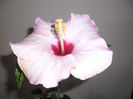 Mana Iki ( long life)