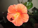 Viky Orange