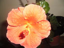 Viky Orange