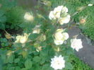 trandafir