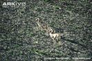 Pair-of-Tibetan-argali-males-on-mountain-slope