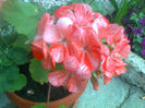 muscata portocalie