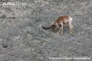 Tibetan-argali