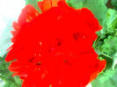 floare de muscata