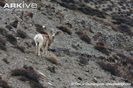 Tibetan-argali-in-rocky-habitat