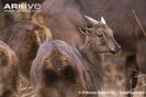 Immature-Himalayan-tahr