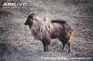 Male-Himalayan-tahr