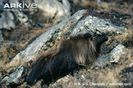 Male-Himalayan-tahr-on-mountain-slope