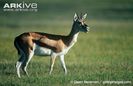 Female-Thomsons-gazelle
