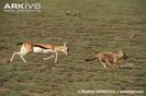 Female-Thomsons-gazelle-chasing-golden-jackal-away-from-fawn