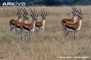 Group-of-male-Thompsons-gazelle