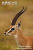 Male-Thomsons-gazelle-portrait