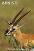 Male-Thomsons-gazelle-scent-marking-territory