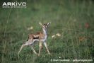Newborn-Thomsons-gazelle-fawn