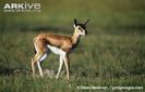 Thomsons-gazelle-fawn