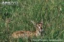 Thomsons-gazelle-young-camouflaged-in-grass