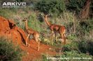 Female-gerenuk-and-young-sspwalleri-at-termite-mound