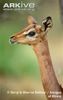 Female-gerenuk-profile-sspwalleri