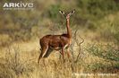 Female-gerenuk-ssp-walleri