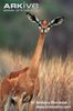 Gerenuk-female-sspwalleri