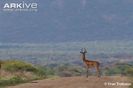 gerenuk-in-habitat