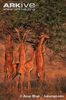 Group-of-gerenuk-ssp-walleri-browsing-on-acacia