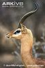 Male-gerenuk-head-profile-ssp-walleri