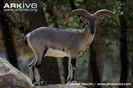 Adult-male-bharal-standing-on-rocks