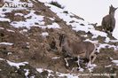 Bharal-walking-in-rocky-habitat