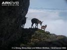 Bharal-with-young-caught-on-camera-trap