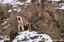 Female-bharal-with-young