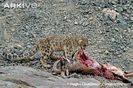 Snow-leopard-in-wild-on-male-bharal-kill