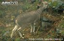 Young-bharal-grazing