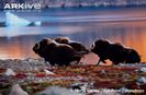 Group-of-muskox-running-near-sea