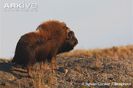 Male-muskox-in-tundra-habitat-winter-coat