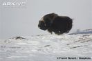 Male-muskox-running-over-snow