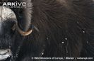 Muskox-close-up