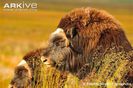 Muskoxen-portrait