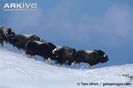 Muskoxen-running-down-snowy-slope