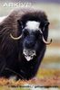 Muskox-female-portrait