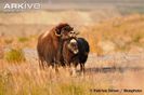 Muskox-female-with-calf