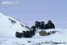 Muskox-herd-moving-over-outcrop