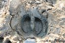 Muskox-hoofprint-in-mud