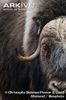 Muskox-male-portrait