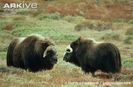 Muskox-males-facing-off