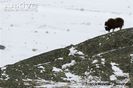 Muskox-on-rocky-slope