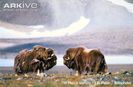 Muskox-pair-facing-eachother-on-tundra