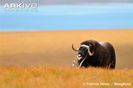 Muskox-scratching-on-discarded-reindeer-antler