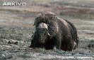 Muskox-sitting-down-on-tundra