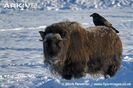 Muskox-with-raven-on-its-back